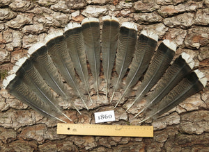 12 Pcs Natural Turkey Tail Feathers, Fly Tying Materials,Long Feathers. (1860)