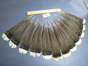 12 Pcs Natural Turkey Tail Feathers, Fly Tying Materials,Long Feathers. (1860)