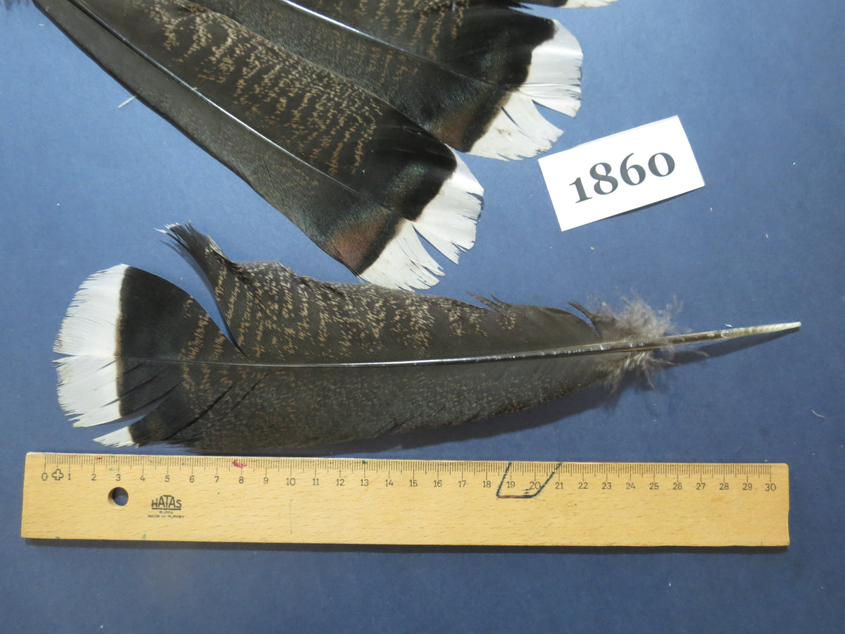 12 Pcs Natural Turkey Tail Feathers, Fly Tying Materials,Long Feathers. (1860)