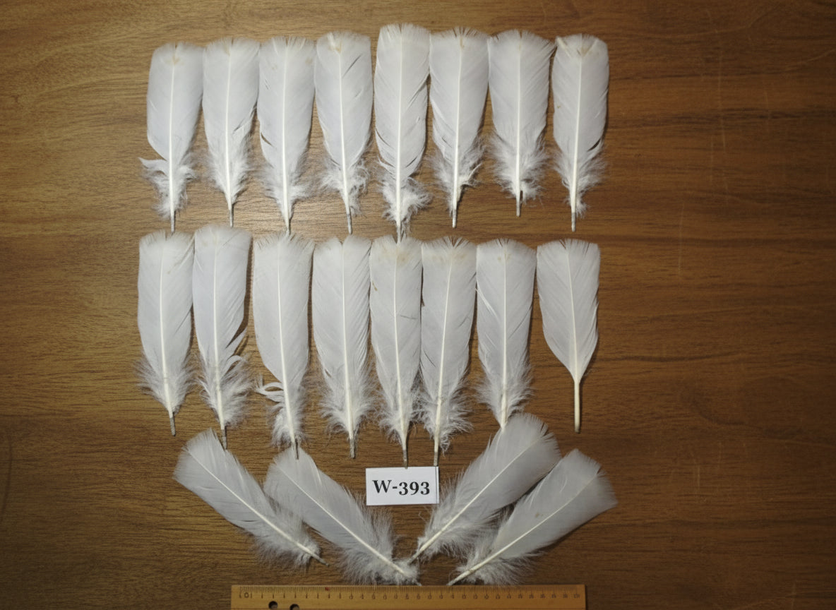 20 Pcs White Turkey Pre-Tail Feathers, Fly Tying Materials (W-393)