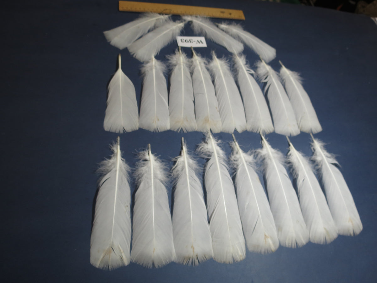 20 Pcs White Turkey Pre-Tail Feathers, Fly Tying Materials (W-393)