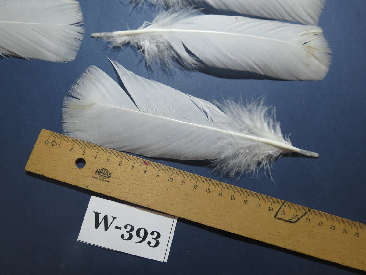 20 Pcs White Turkey Pre-Tail Feathers, Fly Tying Materials (W-393)