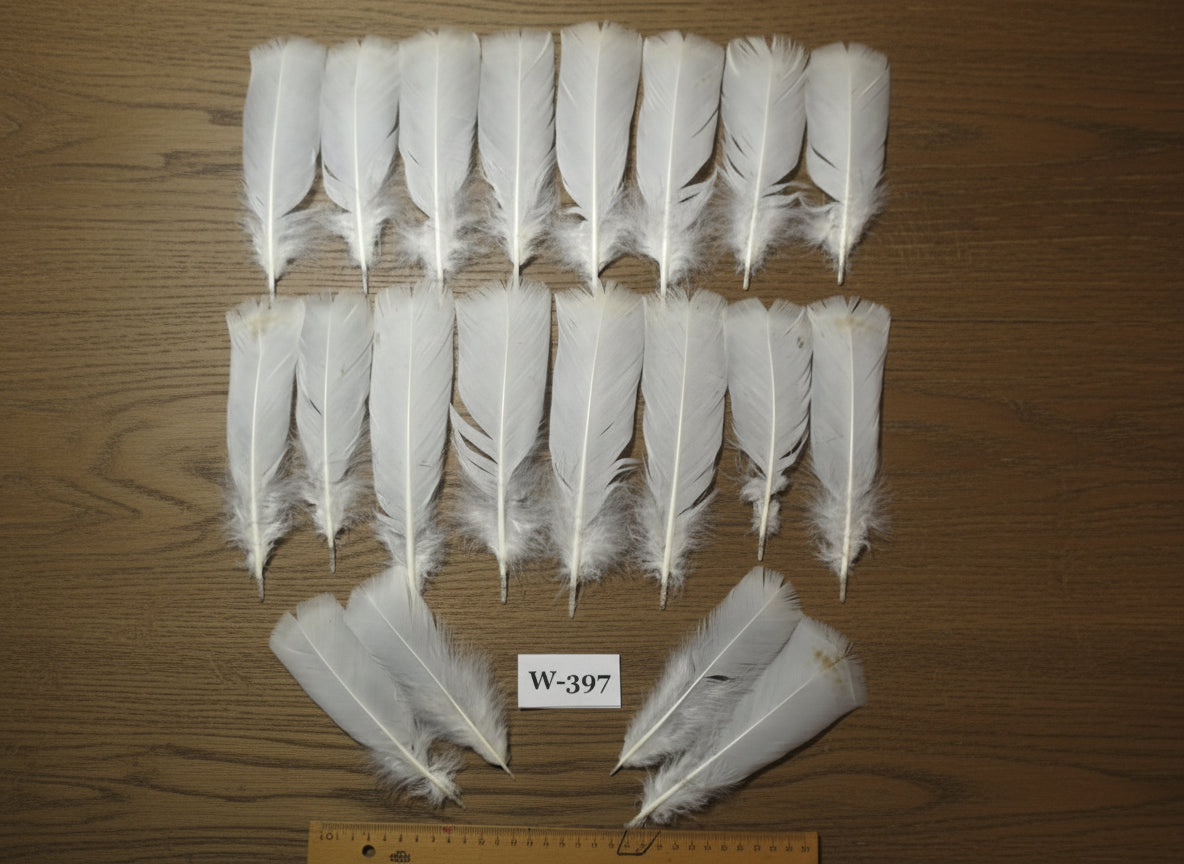 20 Pcs White Turkey Pre-Tail Feathers, Fly Tying Materials (W-397)
