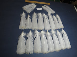 20 Pcs White Turkey Pre-Tail Feathers,Turkey Feathers,Fly Tying Material,Craft Feathers,Natural Feathers(W-397)