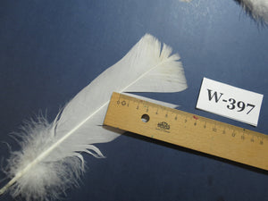 20 Pcs White Turkey Pre-Tail Feathers,Turkey Feathers,Fly Tying Material,Craft Feathers,Natural Feathers(W-397)