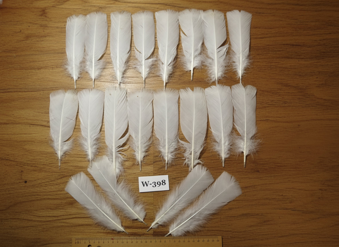 20 Pcs White Turkey Pre-Tail Feathers, Fly Tying Materials (W-398)