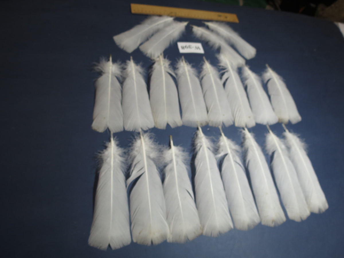 20 Pcs White Turkey Pre-Tail Feathers, Fly Tying Materials (W-398)