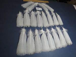 20 Pcs White Turkey Pre-Tail Feathers, Fly Tying Materials (W-400)