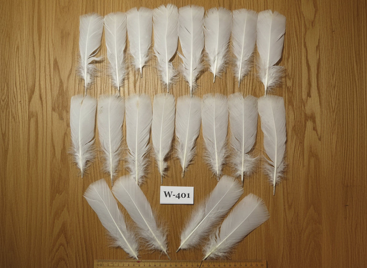 20 Pcs White Turkey Pre-Tail Feathers, Fly Tying Materials (W-401)