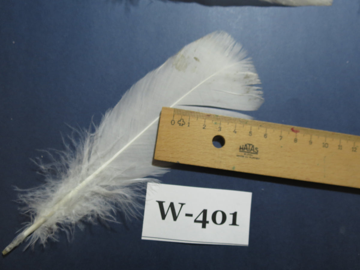 20 Pcs White Turkey Pre-Tail Feathers, Fly Tying Materials (W-401)