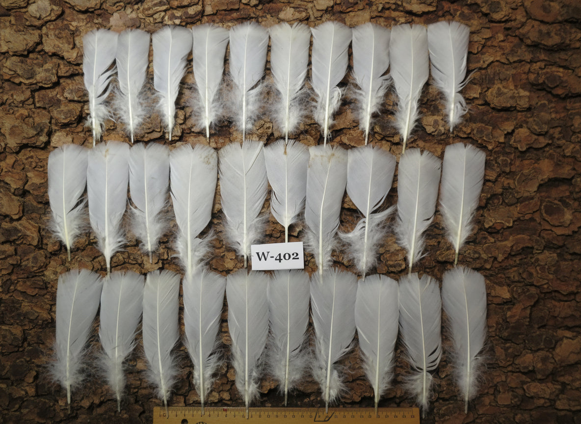 30 Pcs White Turkey Pre-Tail Feathers, Fly Tying Materials (W-402)