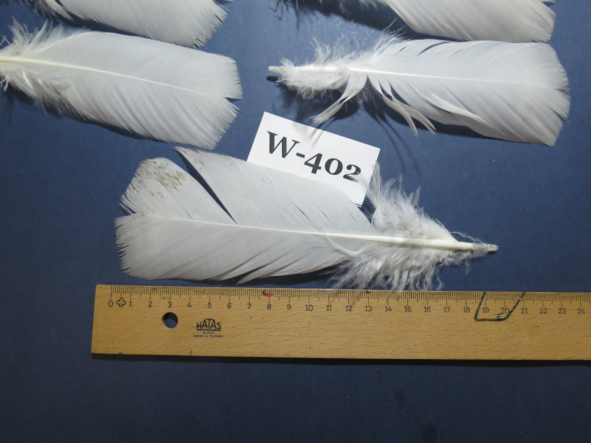 30 Pcs White Turkey Pre-Tail Feathers, Turkey Feathers,Fly Tying Material,Craft Feathers,Natural Feathers (W-402)