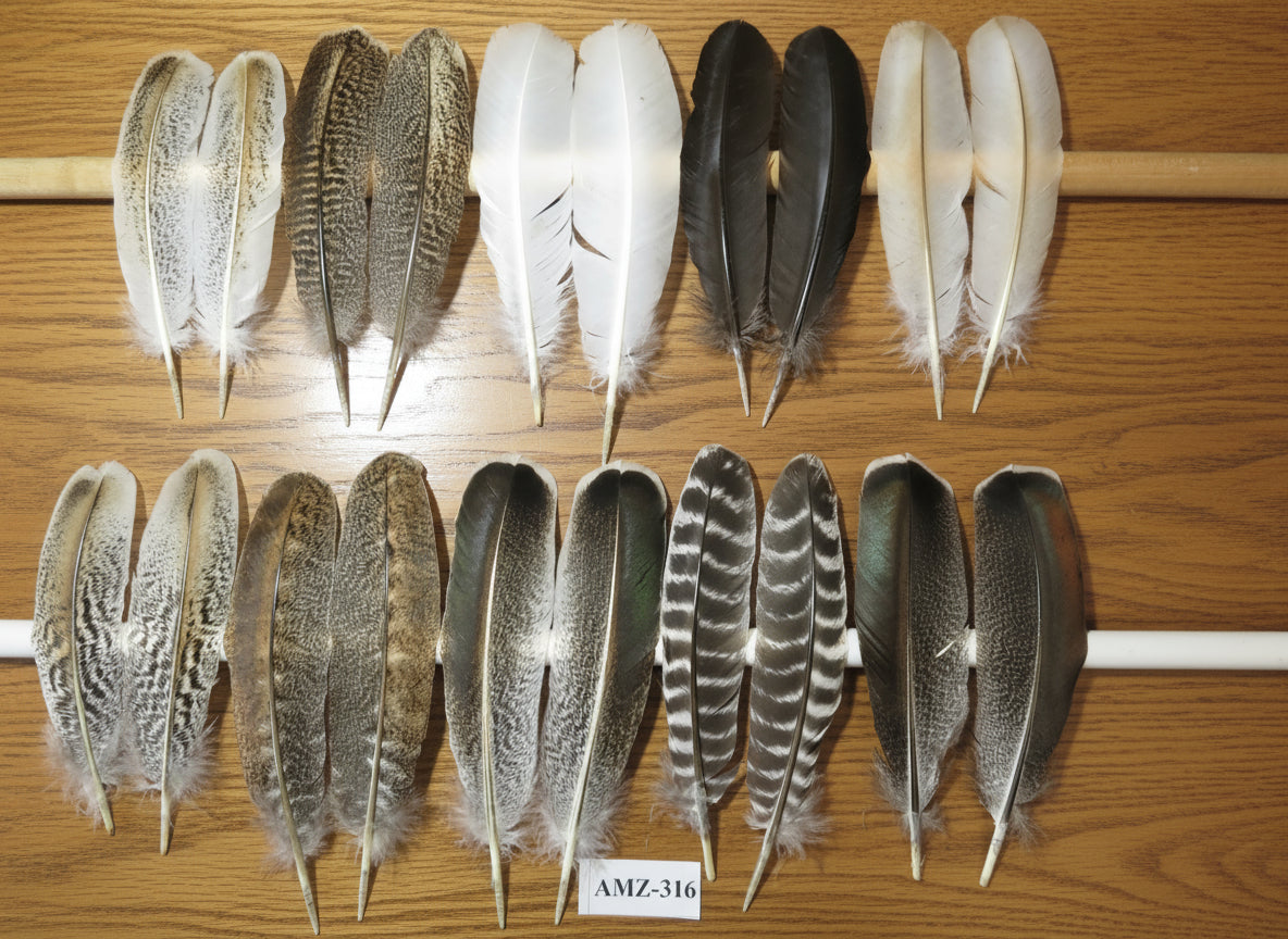 10 Pairs Turkey Wing Feathers, Amazing Feathers, Fly Tying Materials,(AMZ-316)