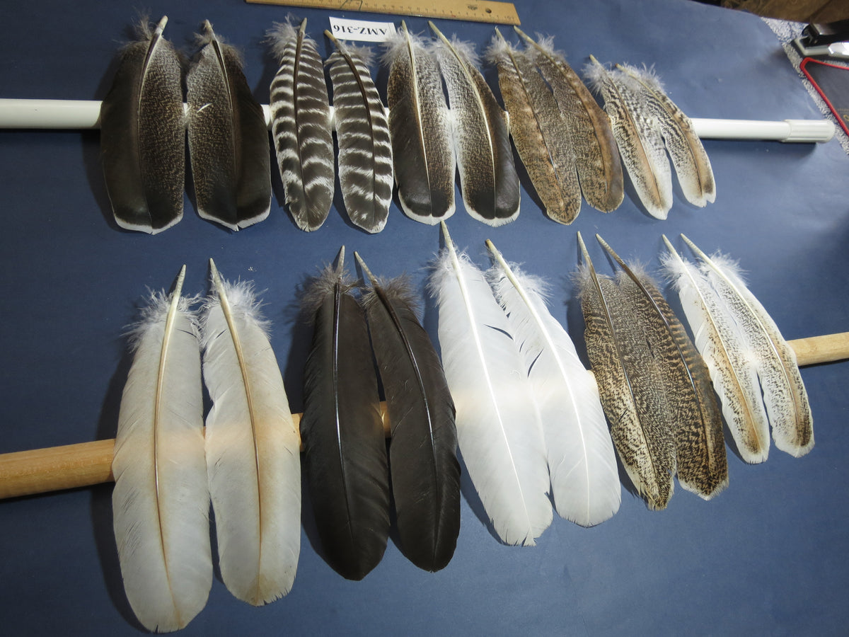 10 Pairs Turkey Wing Feathers, Amazing Feathers, Fly Tying Materials,(AMZ-316)