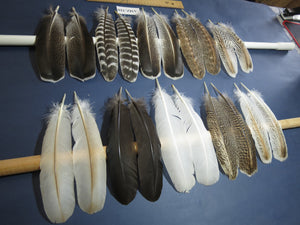 10 Pairs Turkey Wing Feathers, Amazing Feathers, Fly Tying Materials,(AMZ-316)