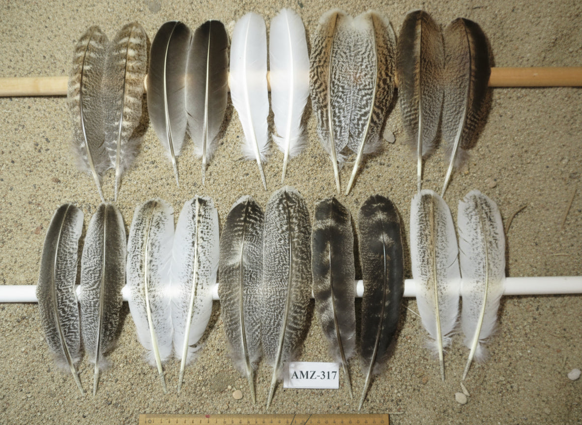 10 Pairs Turkey Wing Feathers, Amazing Feathers, Fly Tying Materials,(AMZ-317)