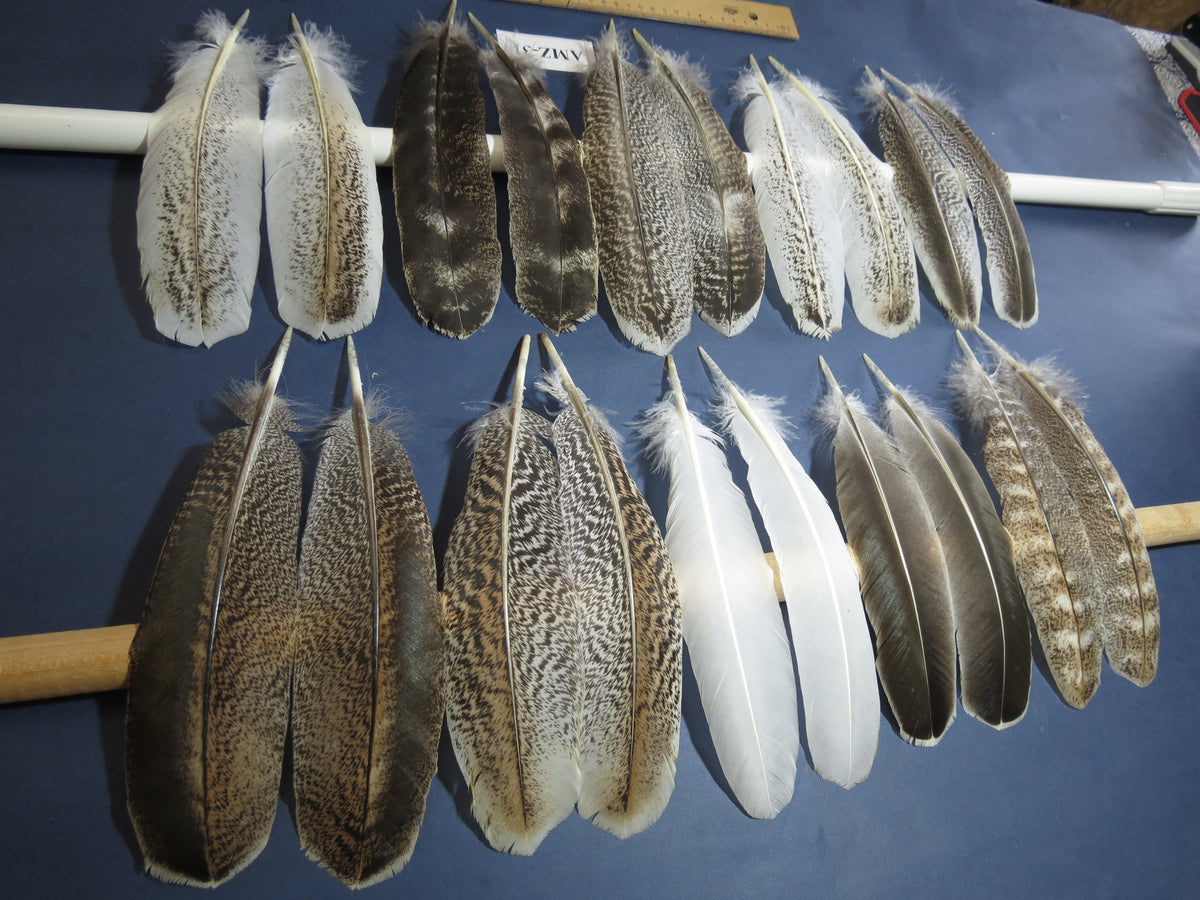 10 Pairs Turkey Wing Feathers, Amazing Feathers, Fly Tying Materials,(AMZ-317)