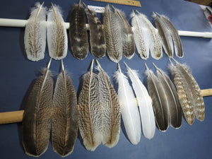 10 Pairs Turkey Wing Feathers, Amazing Feathers, Fly Tying Materials,(AMZ-317)