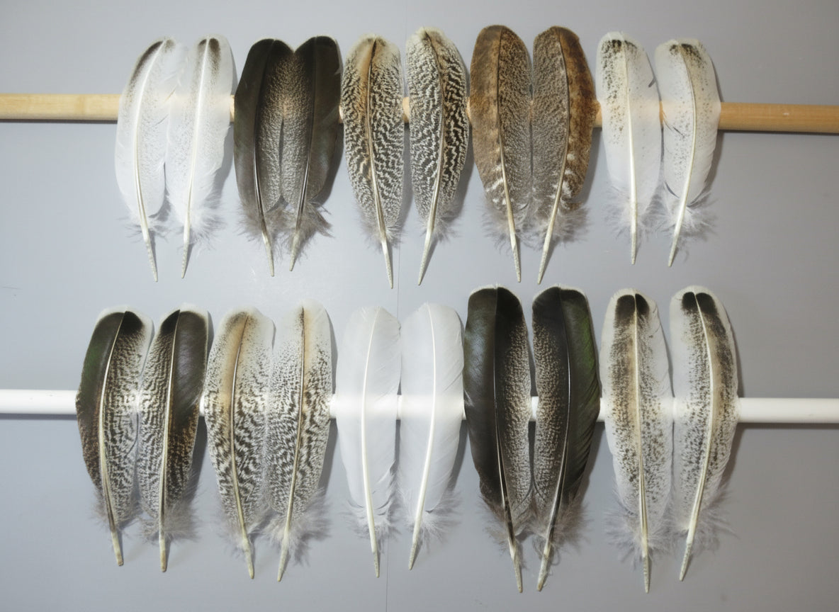 10 Pairs Turkey Wing Feathers, Amazing Feathers, Fly Tying Materials,(AMZ-318)