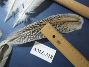 10 Pairs Turkey Wing Feathers, Amazing Feathers, Fly Tying Materials,(AMZ-318)