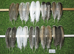 10 Pairs Turkey Wing Feathers, Amazing Feathers, Fly Tying Materials,(AMZ-319)