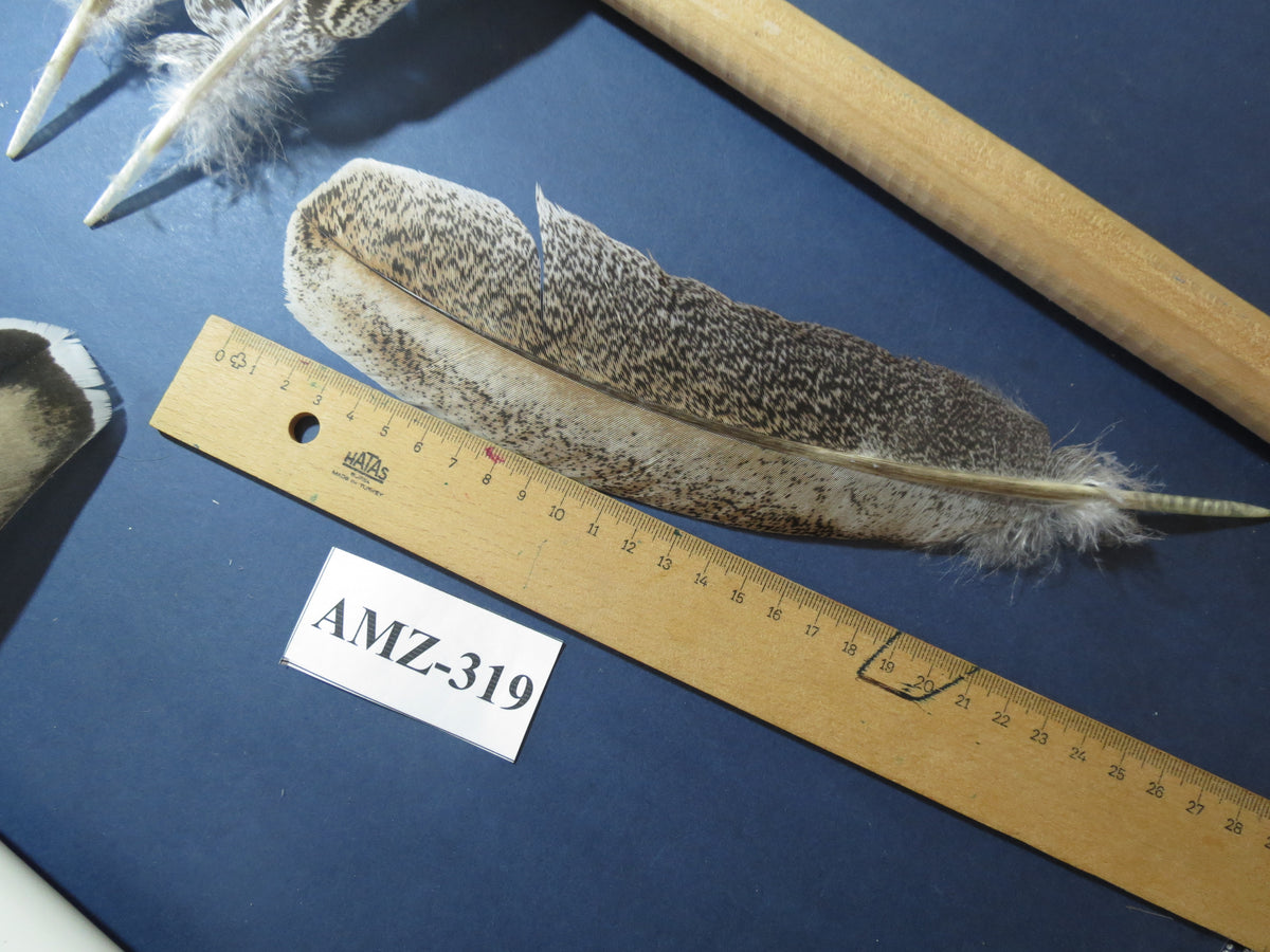 10 Pairs Turkey Wing Feathers, Amazing Feathers, Fly Tying Materials,(AMZ-319)