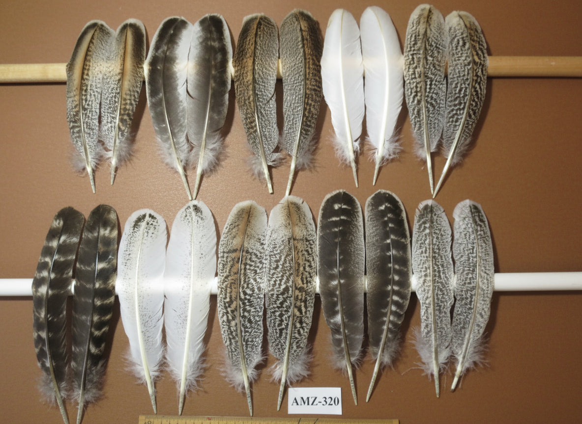 10 Pairs Turkey Wing Feathers, Amazing Feathers, Fly Tying Materials,(AMZ-320)