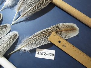 10 Pairs Turkey Wing Feathers, Amazing Feathers, Fly Tying Materials,(AMZ-320)