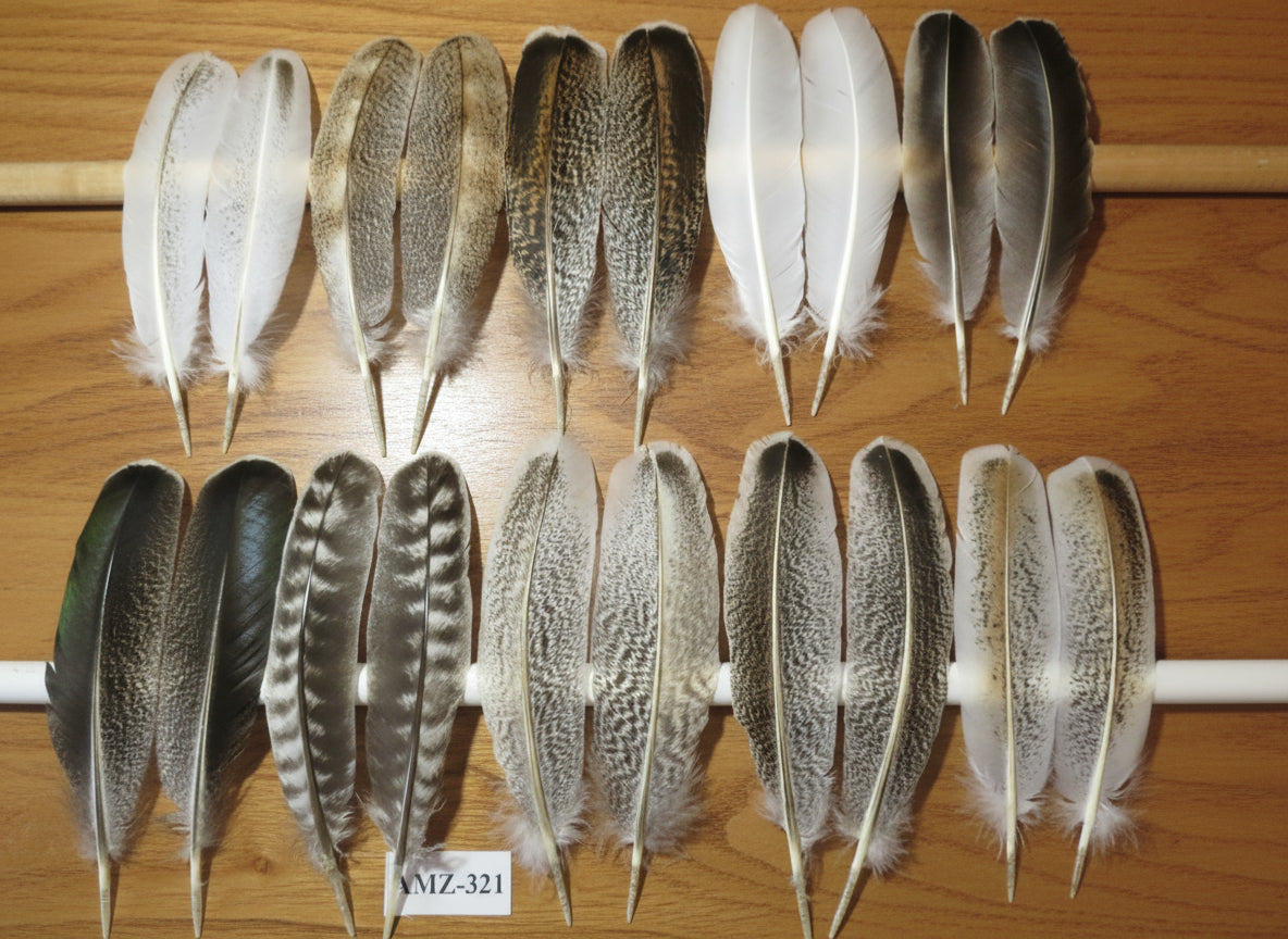 10 Pairs Turkey Wing Feathers, Amazing Feathers, Fly Tying Materials,(AMZ-321)