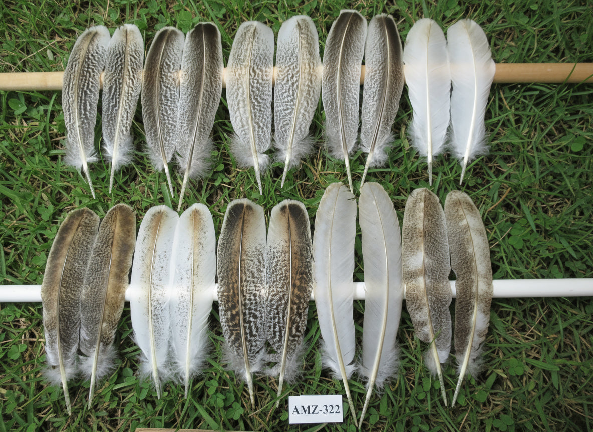 10 Pairs Turkey Wing Feathers, Amazing Feathers, Fly Tying Materials,(AMZ-322)