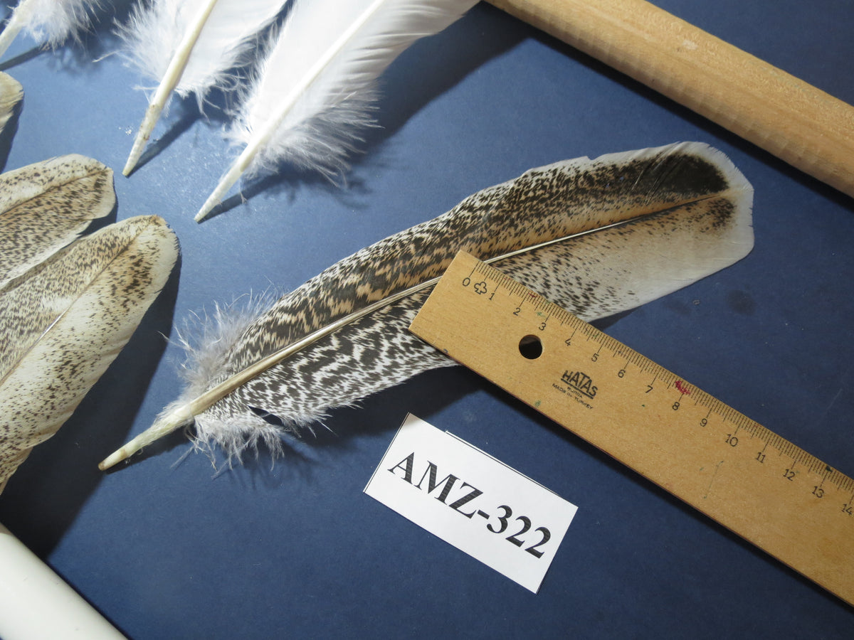 10 Pairs Turkey Wing Feathers, Amazing Feathers, Fly Tying Materials,(AMZ-322)