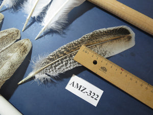 10 Pairs Turkey Wing Feathers, Amazing Feathers, Fly Tying Materials,(AMZ-322)