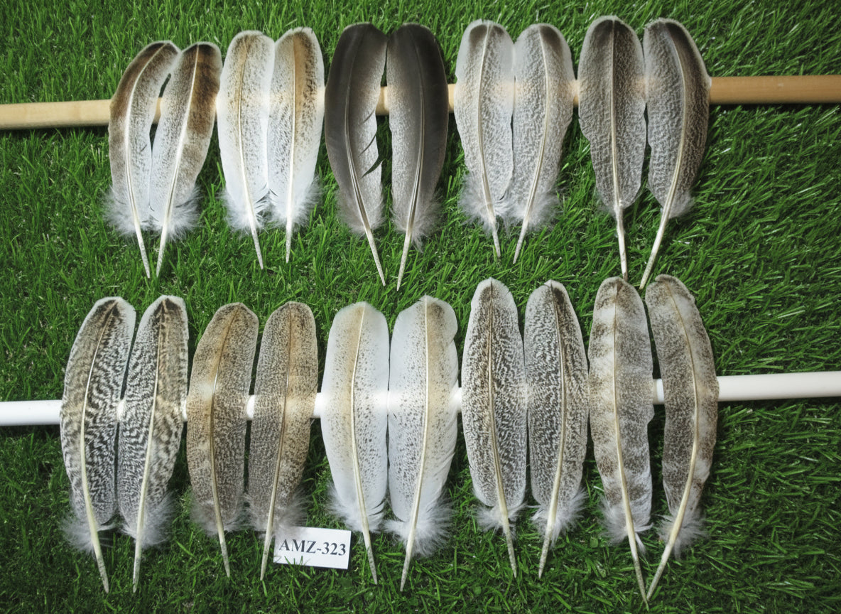 10 Pairs Turkey Wing Feathers, Amazing Feathers, Fly Tying Materials,(AMZ-323)