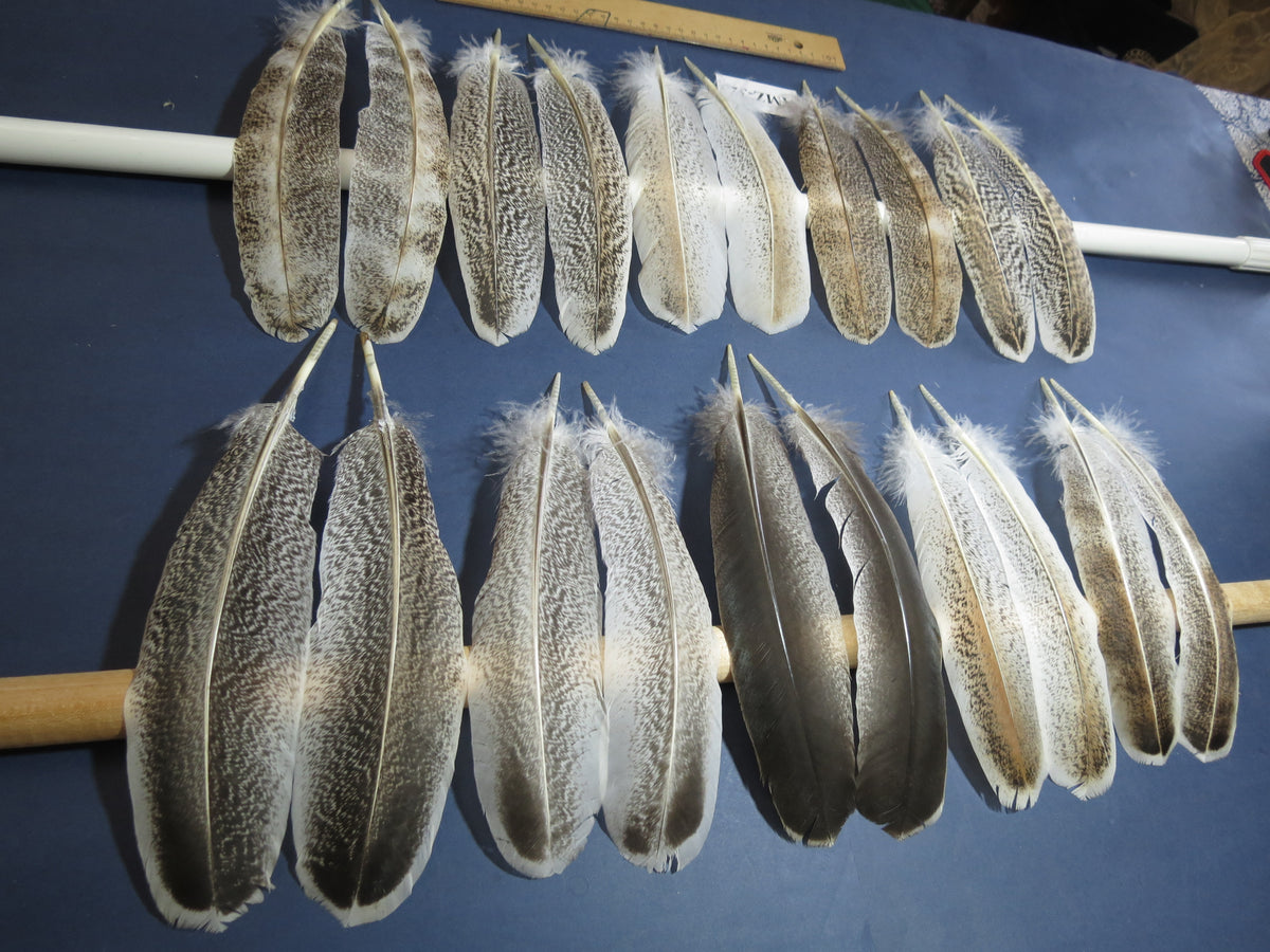 10 Pairs Turkey Wing Feathers, Amazing Feathers, Fly Tying Materials,(AMZ-323)