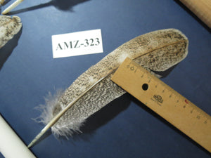 10 Pairs Turkey Wing Feathers, Amazing Feathers, Fly Tying Materials,(AMZ-323)