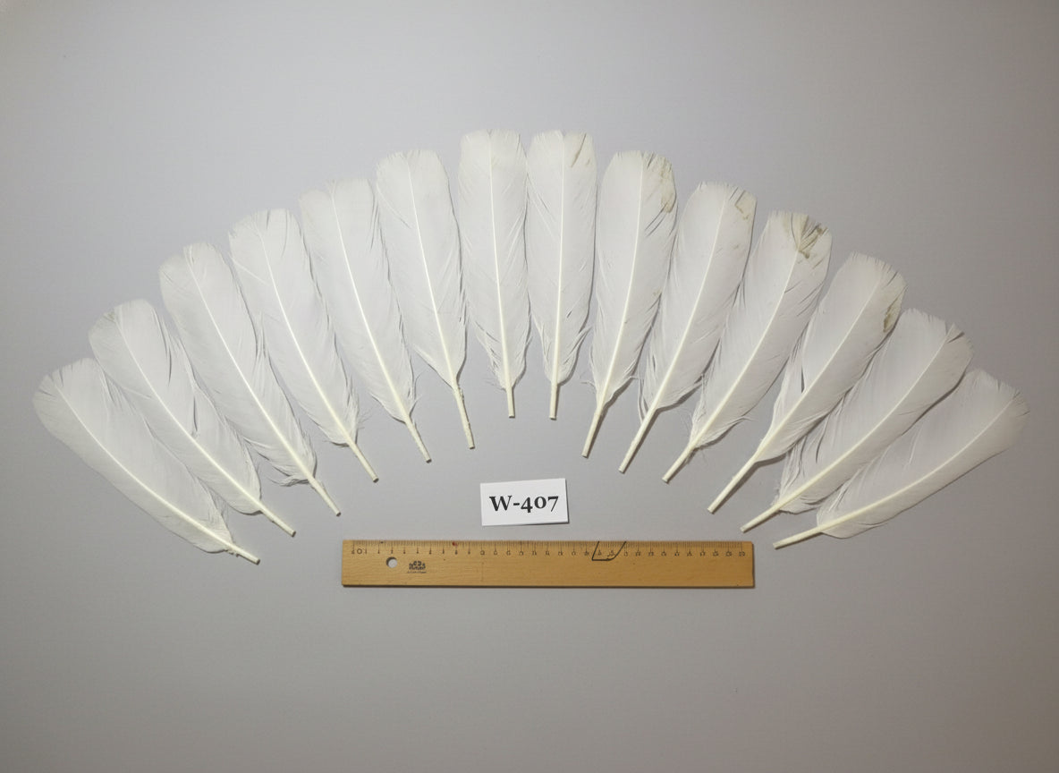 14 Pcs White Turkey Tail Feathers, Fly Tying Materials (Fiber 40-55mm) (W-407)