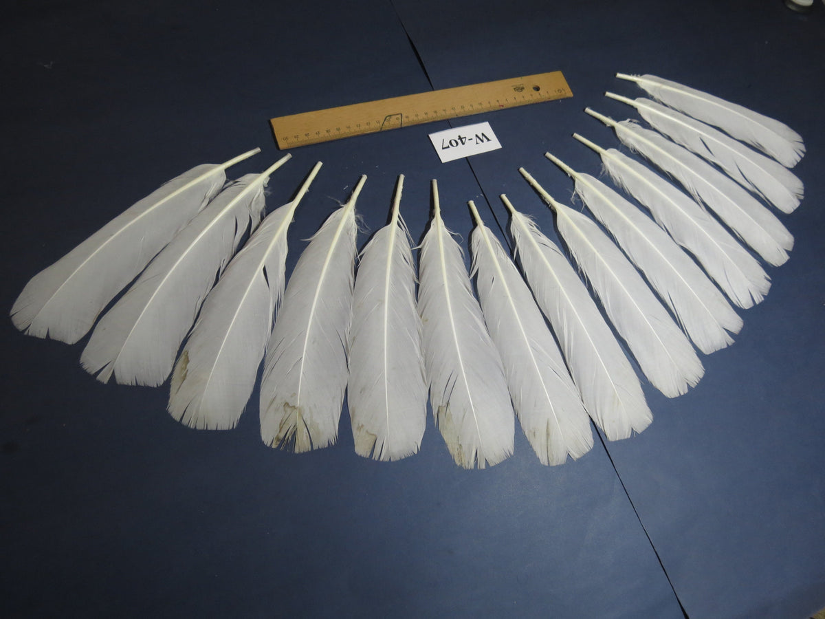 14 Pcs White Turkey Tail Feathers, Turkey Feathers,Fly Tying material (Fiber 40-55mm) (W-407)