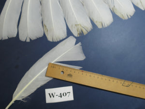 14 Pcs White Turkey Tail Feathers, Turkey Feathers,Fly Tying material (Fiber 40-55mm) (W-407)