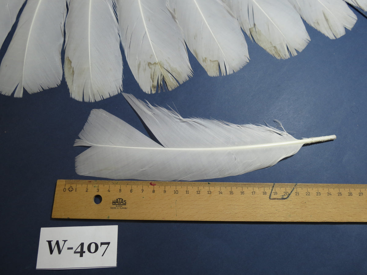 14 Pcs White Turkey Tail Feathers, Turkey Feathers,Fly Tying material (Fiber 40-55mm) (W-407)