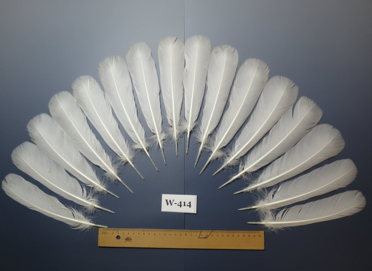 16 Pcs White Turkey Tail Feathers, Fly Tying Materials (Fiber 40-55mm) (W-414)