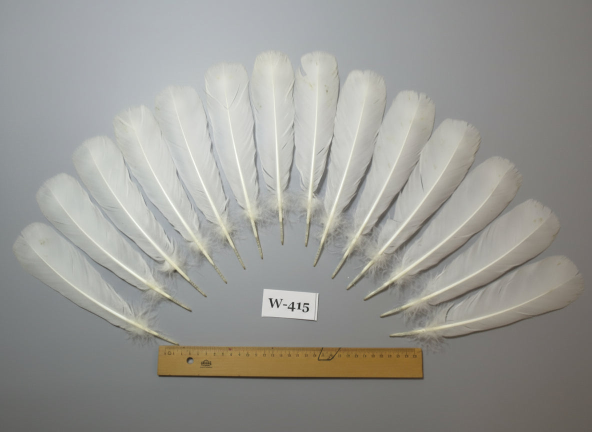 14 Pcs White Turkey Tail Feathers, Fly Tying Materials (Fiber 40-55mm) (W-415)