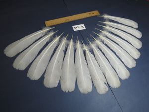 14 Pcs White Turkey Tail Feathers, Fly Tying Materials (Fiber 40-55mm) (W-415)