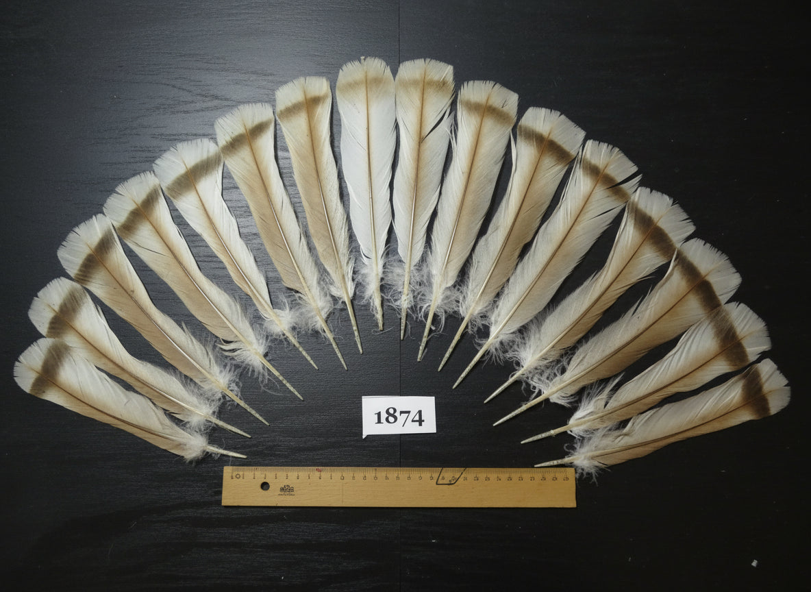 16 Pcs Natural Turkey Tail Feathers, Fly Tying Materials,Long Feathers. (1874)