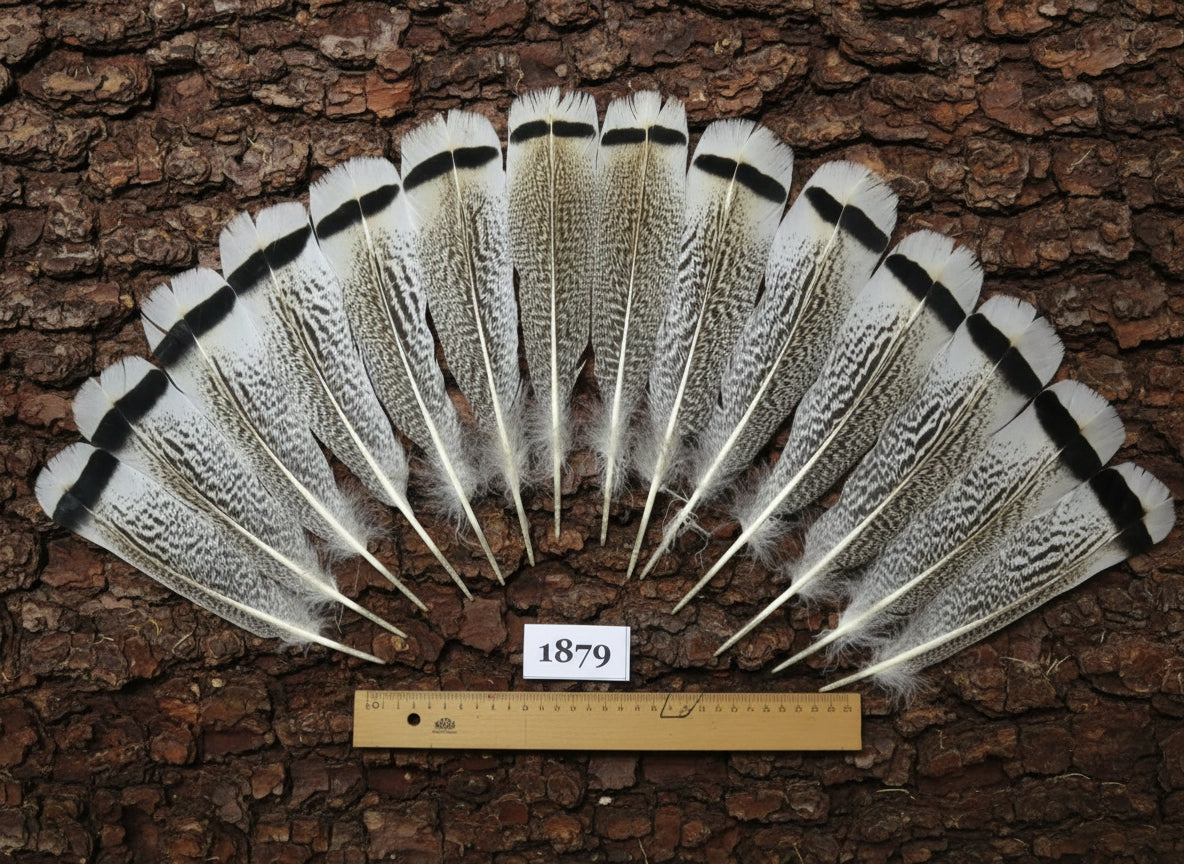14 Pcs Natural Turkey Tail Feathers, Fly Tying Materials,Long Feathers.Turkey Feathers (1879)
