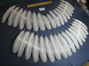 32 Pcs White Turkey Wing Feathers,Turkey Feathers,Fly Tying Material,Craft Feathers,Natural Feathers (W-421)