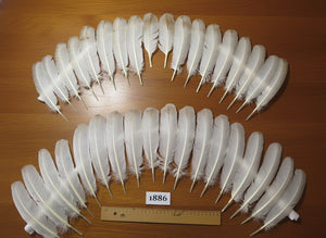 36 Pcs Natural Turkey Wing Feathers, Turkey Feathers,Fly Tying Material,Craft Feathers,Natural Feathers (1886)