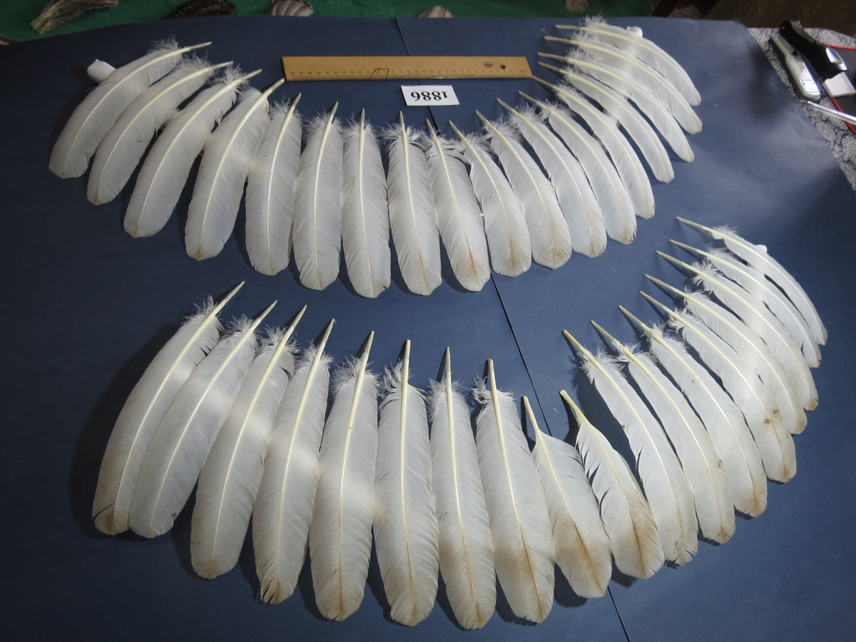 36 Pcs Natural Turkey Wing Feathers, Turkey Feathers,Fly Tying Material,Craft Feathers,Natural Feathers (1886)