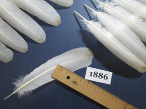 36 Pcs Natural Turkey Wing Feathers, Turkey Feathers,Fly Tying Material,Craft Feathers,Natural Feathers (1886)
