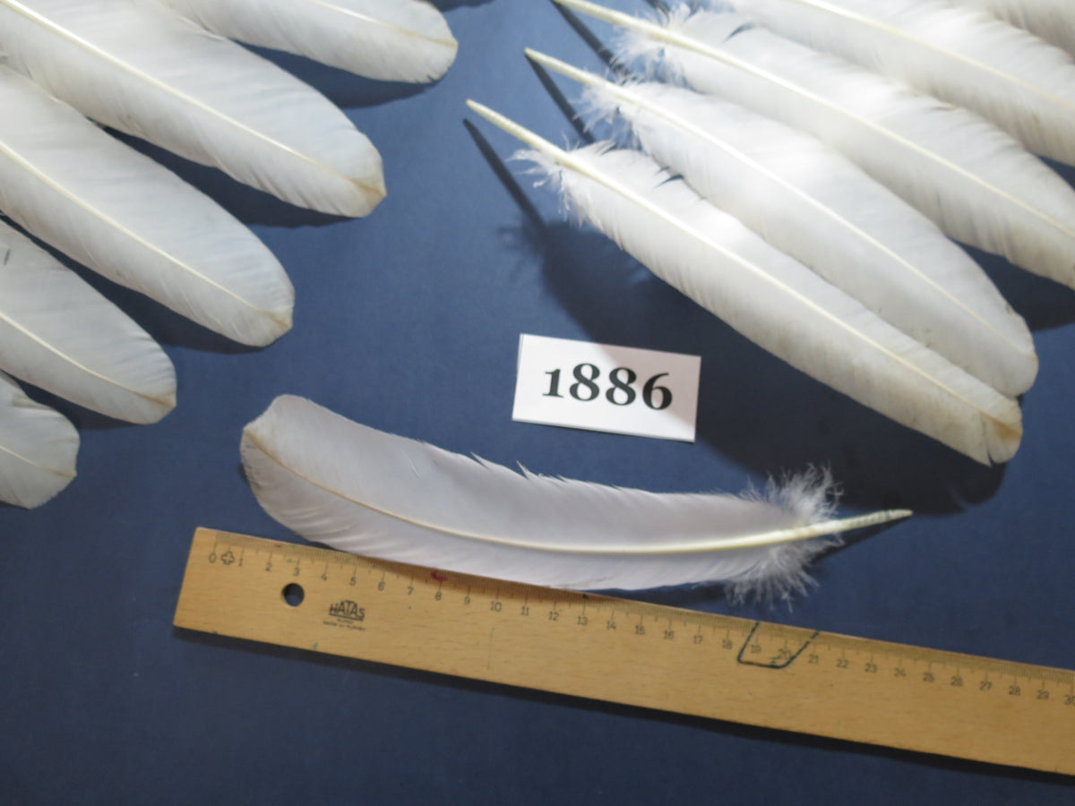 36 Pcs Natural Turkey Wing Feathers, Turkey Feathers,Fly Tying Material,Craft Feathers,Natural Feathers (1886)
