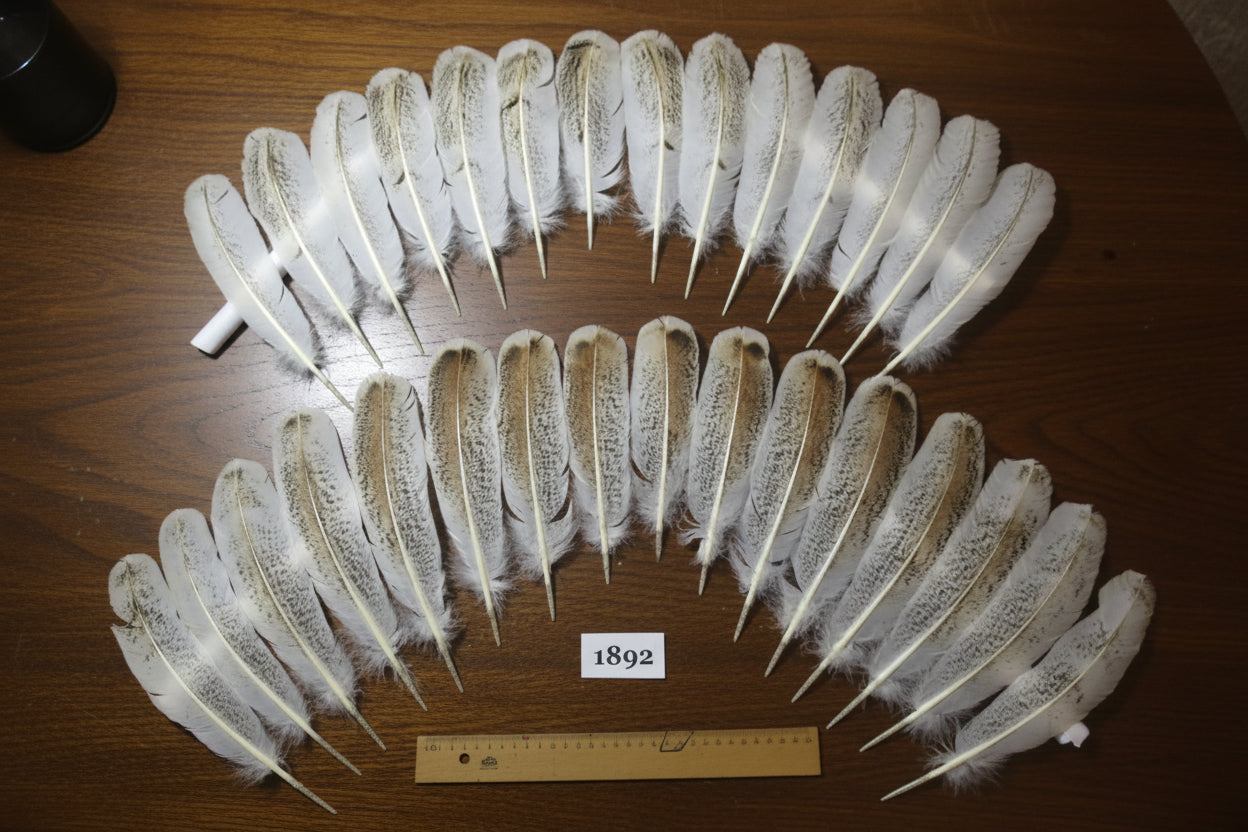 30 Pcs Natural Turkey Wing Feathers, Fly Tying Materials, Long Feathers. (1892)